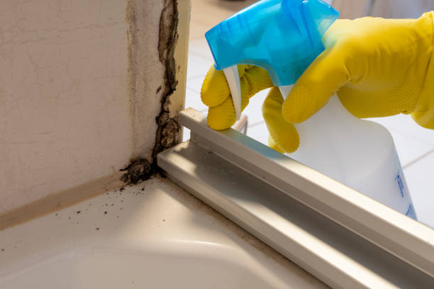 Why You Should Choose Our Mold Remediation Services in Pantego, TX